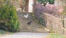 中国技术市场协会关于发布《先组合钢板梁桥设计与施工规范》等六项团体标准的公告