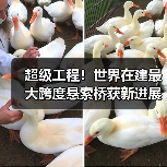 超级工程!世界在建最大跨度悬索桥获新进展:跨江段全长7859米(图3) 超级工程!世界在建最大跨度悬索桥获新进展:跨江段全长7859米(图3)