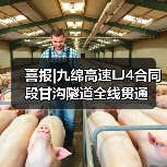 喜报|九绵高速LJ4合同段甘沟隧道全线贯通（图4）