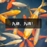 九绵,九绵!(图1) 九绵,九绵!(图1)