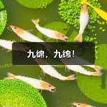 九绵,九绵!(图2) 九绵,九绵!(图2)