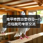 南平市国资委领导一行莅临我司考察交流（图2）