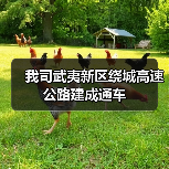 我司武夷新区绕城高速公路建成通车（图1）