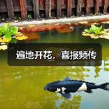遍地开花，喜报频传（图4）