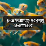 松溪至建瓯高速公路通过竣工验收(图4) 松溪至建瓯高速公路通过竣工验收(图4)