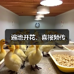 遍地开花，喜报频传（图3）