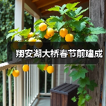 翔安湖大桥春节前建成(图2) 翔安湖大桥春节前建成(图2)