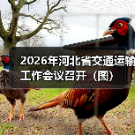 2026年河北省交通运输工作会议召开(图)(图1) 2026年河北省交通运输工作会议召开(图)(图1)