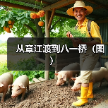 从章江渡到八一桥（图）（图2）