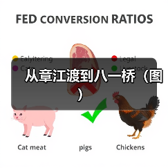 从章江渡到八一桥（图）（图4）