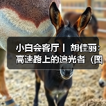 小白会客厅丨 胡佳丽：高速路上的追光者（图）