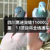 四川高速突破11000公里，13项目将全线通车（图2）
