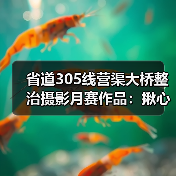 省道305线营渠大桥整治摄影月赛作品：揪心桥变安心路（图2）