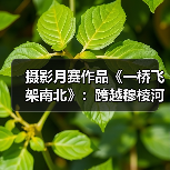 摄影月赛作品《一桥飞架南北》：跨越穆棱河的建设瞬间