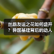 丝路友谊之花如何盛开？异国基建背后的动人故事（图2）