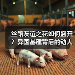 丝路友谊之花如何盛开？异国基建背后的动人故事（图4）