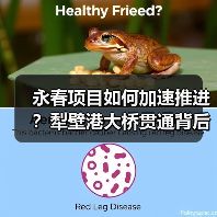 永春项目如何加速推进？犁壁港大桥贯通背后有何深意？（图2）