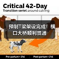 预制T梁架设完成！横口大桥顺利贯通（图4）