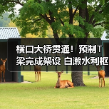 横口大桥贯通！预制T梁完成架设 白濑水利枢纽工程推进（图3）