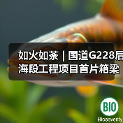 如火如荼 | 国道G228后海段工程项目首片箱梁完成浇筑!(图1) 如火如荼 | 国道G228后海段工程项目首片箱梁完成浇筑!(图1)