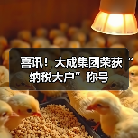 喜讯!大成集团荣获“纳税大户”称号(图4) 喜讯!大成集团荣获“纳税大户”称号(图4)